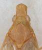 Hyalodictyon nodivena
